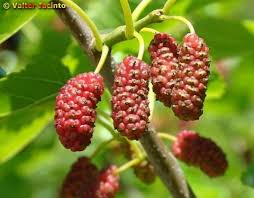 Attēlu rezultāti vaicājumam “Morus alba”