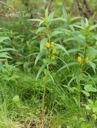 Attēlu rezultāti vaicājumam “Lysimachia thyrsiflora”