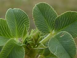 Attēlu rezultāti vaicājumam “Trifolium fragiferum”