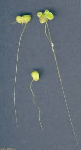 Attēlu rezultāti vaicājumam “Lemna gibba”