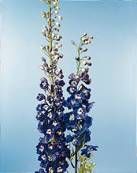 Attēlu rezultāti vaicājumam “Delphinium elatum  flower”