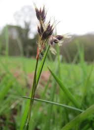 Attēlu rezultāti vaicājumam “Luzula pilosa”