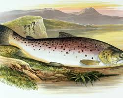 Image result for Salmo ciscaucasicus