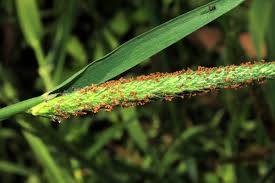 Attēlu rezultāti vaicājumam “Alopecurus aequalis flower”