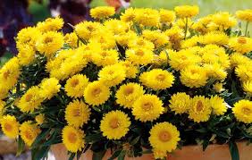 Image result for Strohblume