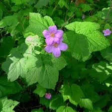 Attēlu rezultāti vaicājumam “Juglans cinerea flower”