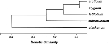 Attēlu rezultāti vaicājumam “Cinclidium stygium”