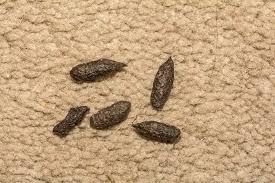 Image result for insect poop