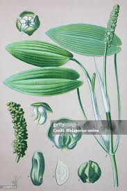 Attēlu rezultāti vaicājumam “Potamogeton natans leaf”