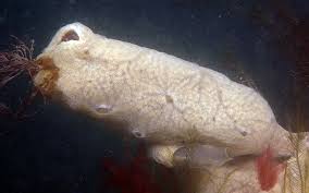 Attēlu rezultāti vaicājumam “Diderma umbilicatum plasmodium”