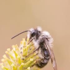 Attēlu rezultāti vaicājumam “Andrena vaga”