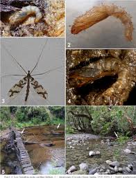 Attēlu rezultāti vaicājumam “Ptychoptera sp. female”