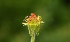Image result for Geum urbanum