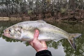 Image result for Alosa sapidissima