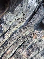 Attēlu rezultāti vaicājumam “Hertelidea botryosa”