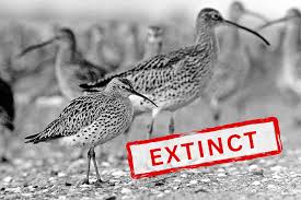 Image result for Numenius tenuirostris