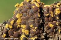 Attēlu rezultāti vaicājumam “Perichaena depressa spores”