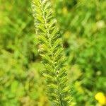 Attēlu rezultāti vaicājumam “Cynosurus cristatus fruit”