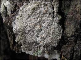 Attēlu rezultāti vaicājumam “Thelotrema lepadinum”