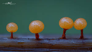 Attēlu rezultāti vaicājumam “Physarum psittacinum spores”