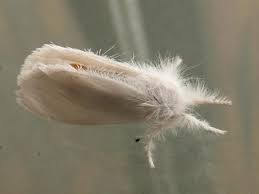 Attēlu rezultāti vaicājumam “Euproctis similis imago”