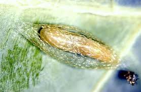 Attēlu rezultāti vaicājumam “Plutella xylostella”