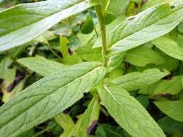 Attēlu rezultāti vaicājumam “Inula britannica leaf”