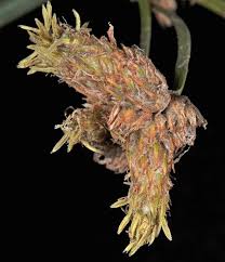 Attēlu rezultāti vaicājumam “Schoenoplectus lacustris subsp. glaucus bud”