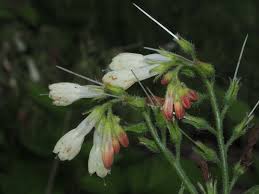 Attēlu rezultāti vaicājumam “Symphytum grandiflorum”