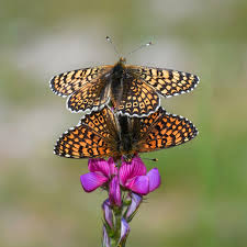 Attēlu rezultāti vaicājumam “Melitaea cinxia”