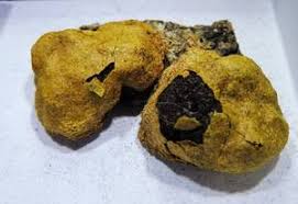 Attēlu rezultāti vaicājumam “Fuligo luteonitens”