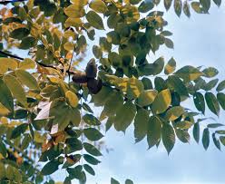 Attēlu rezultāti vaicājumam “Juglans cinerea leaf”