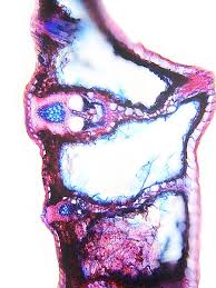 Attēlu rezultāti vaicājumam “Carex lasiocarpa leaf”