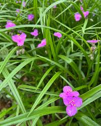 Attēlu rezultāti vaicājumam “Tradescantia virginiana”