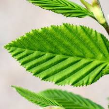 Attēlu rezultāti vaicājumam “Carpinus betulus leaf”