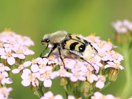 Attēlu rezultāti vaicājumam “Trichius fasciatus imago”