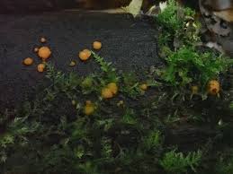 Attēlu rezultāti vaicājumam “Diderma umbilicatum young”