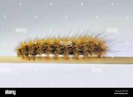 Attēlu rezultāti vaicājumam “Phragmatobia fuliginosa larva”