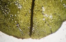 Attēlu rezultāti vaicājumam “Rhizomnium punctatum sporophyte”