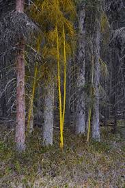 Attēlu rezultāti vaicājumam “Arthonia byssacea”