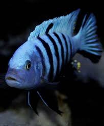 Risultati immagini per cynotilapia pulpican