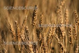 Attēlu rezultāti vaicājumam “Triticum aestivum”