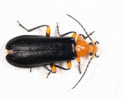 Attēlu rezultāti vaicājumam “Pyrochroidae imago”