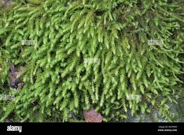 Attēlu rezultāti vaicājumam “Anomodon viticulosus”