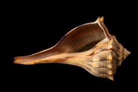 Image result for Sinistrofulgur perversum