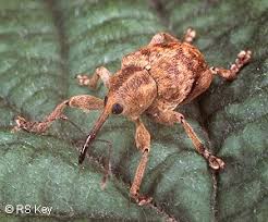 Attēlu rezultāti vaicājumam “Curculio nucum”