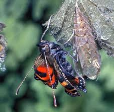 Attēlu rezultāti vaicājumam “Aglais urticae”