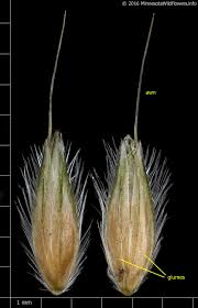 Attēlu rezultāti vaicājumam “Alopecurus pratensis flower”