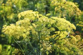 Image result for Dill