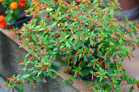 Image result for Cuphea ignea